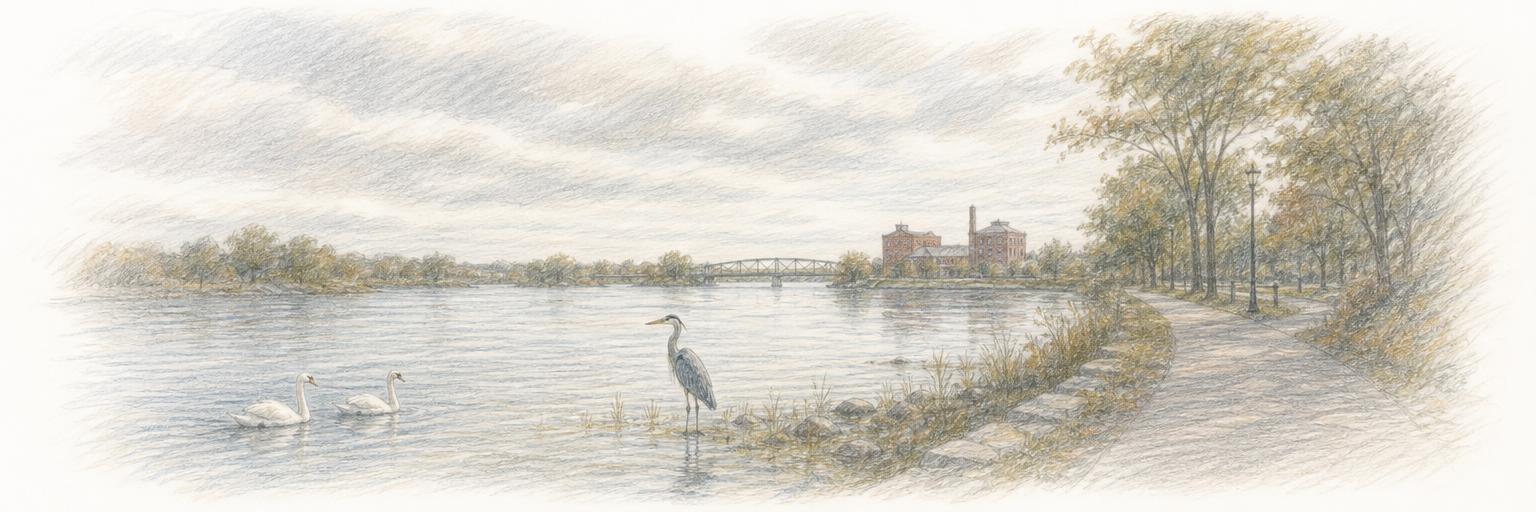 Swans on the calm water and a heron in the shallows where the Moira River meets the Bay of Quinte, seen from Belleville's Riverfront Trail, with a footbridge and old mill buildings in the distance.