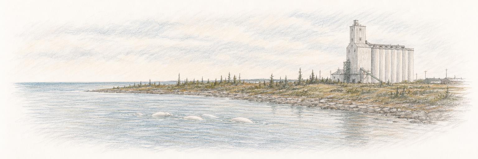 Beluga whales surfacing in the mouth of the Churchill River, with the Port of Churchill grain elevator on the shore and Hudson Bay stretching to the horizon.