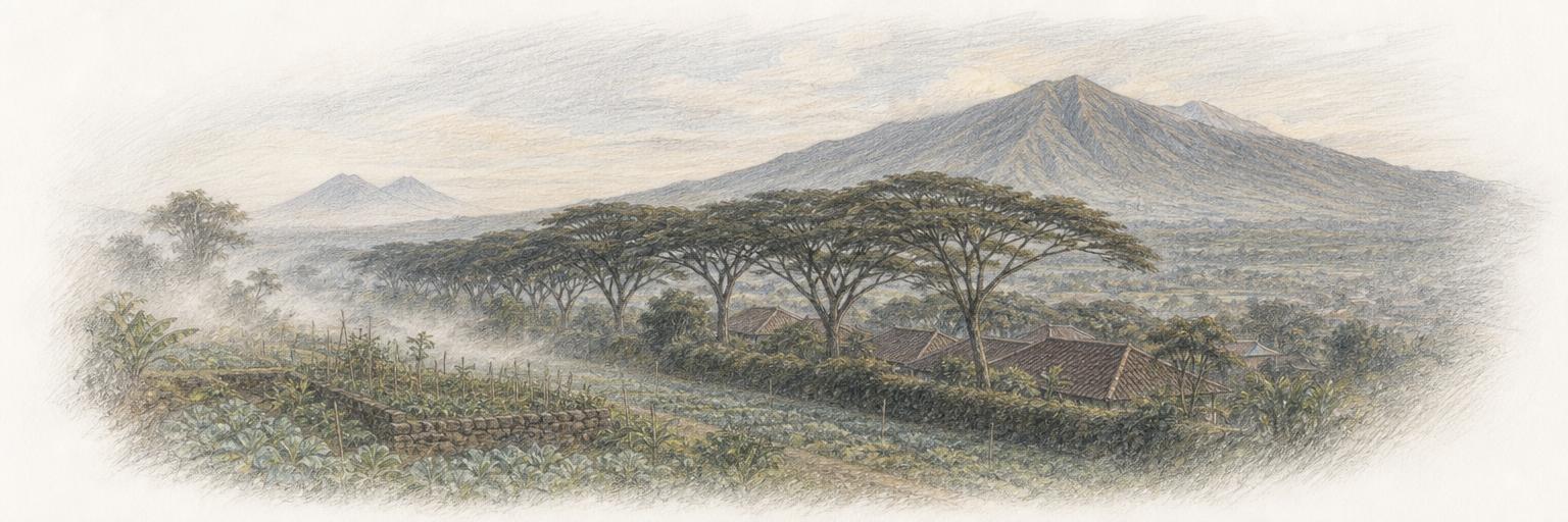 Sketsa Salatiga pada pagi hari: kabut tipis di atas kebun dan tembok rendah, deretan pohon trembesi besar di tengah, dan punggung Gunung Merbabu memenuhi kejauhan.