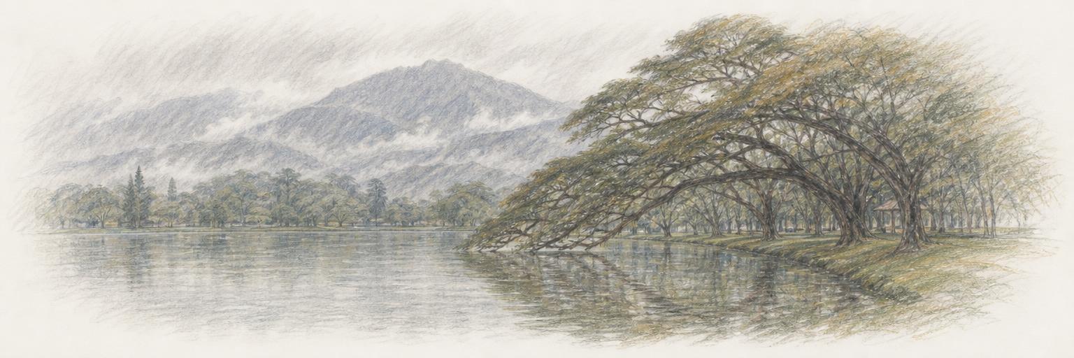 A drawing of the Taiping Lake Gardens, with old rain trees leaning out over the still lake and Bukit Larut rising in the haze behind.