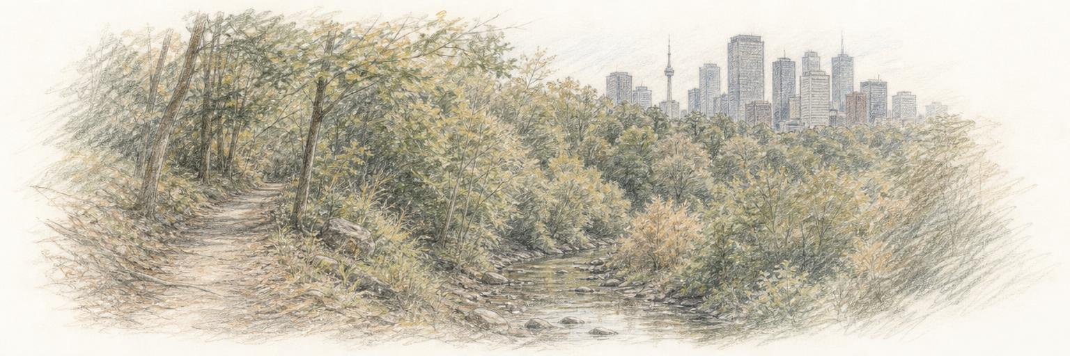 A wooded Toronto ravine with a creek in the foreground and downtown towers rising above the trees in the distance.
